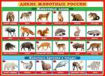 Плакат.Дикие животные России, Мир Открыток, 50*70см   /0-02-290*91658
